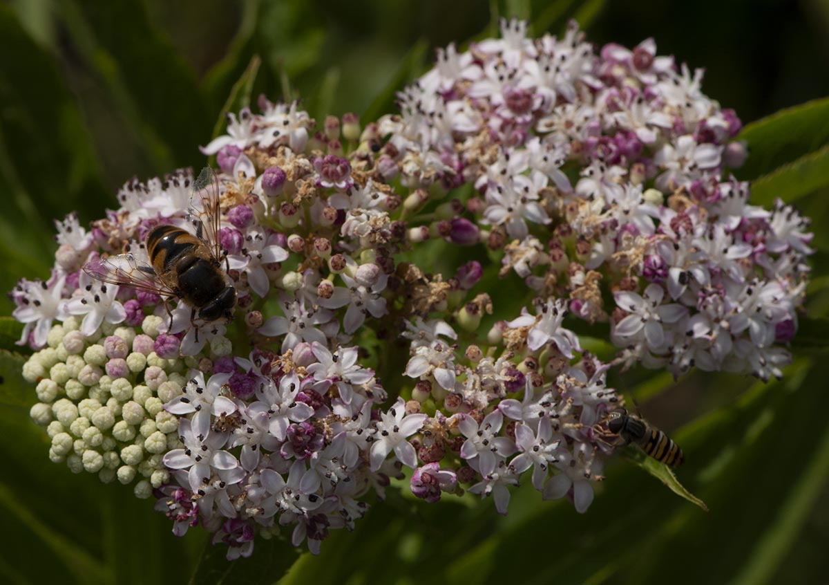 Blüten mit Schwebfliegen